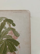 Load image into Gallery viewer, 19th Century Botanical Print - Epiphyllum