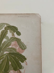 19th Century Botanical Print - Epiphyllum