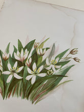 Load image into Gallery viewer, 19th Century Botanical Print - Wood Lily