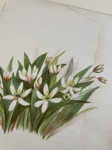 19th Century Botanical Print - Wood Lily