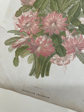 Load image into Gallery viewer, 19th Century Botanical Print - Epiphyllum