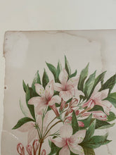 Load image into Gallery viewer, 19th Century Botanical Print - Azalea