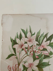 19th Century Botanical Print - Azalea