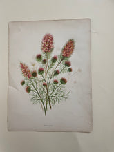 Load image into Gallery viewer, 19th Century Botanical Print - Burr Clover