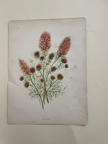 19th Century Botanical Print - Burr Clover