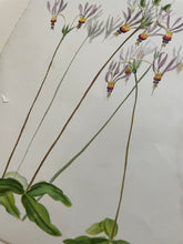 Load image into Gallery viewer, 19th Century Botanical Print - Shooting Star