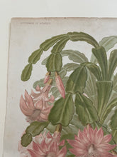 Load image into Gallery viewer, 19th Century Botanical Print - Epiphyllum