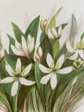 Load image into Gallery viewer, 19th Century Botanical Print - Wood Lily