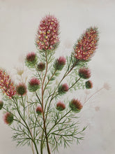 Load image into Gallery viewer, 19th Century Botanical Print - Burr Clover