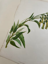 Load image into Gallery viewer, 19th Century Botanical Print - Chinese Cigarette Blossom