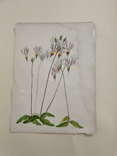 Load image into Gallery viewer, 19th Century Botanical Print - Shooting Star