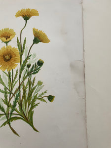 19th Century Botanical Print - Tidy Tips