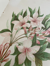 Load image into Gallery viewer, 19th Century Botanical Print - Azalea