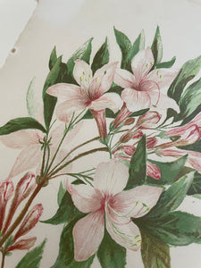 19th Century Botanical Print - Azalea