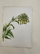 Load image into Gallery viewer, 19th Century Botanical Print - Chinese Cigarette Blossom