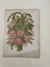 Load image into Gallery viewer, 19th Century Botanical Print - Epiphyllum