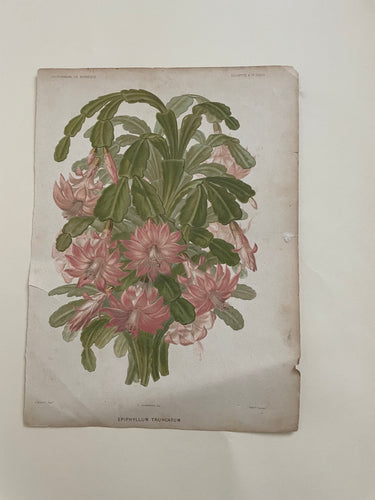 19th Century Botanical Print - Epiphyllum