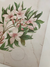 Load image into Gallery viewer, 19th Century Botanical Print - Azalea