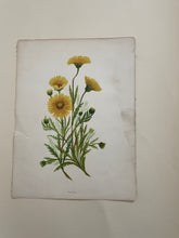 Load image into Gallery viewer, 19th Century Botanical Print - Tidy Tips