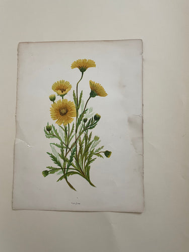 19th Century Botanical Print - Tidy Tips