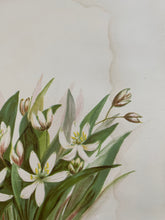 Load image into Gallery viewer, 19th Century Botanical Print - Wood Lily