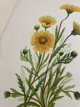 Load image into Gallery viewer, 19th Century Botanical Print - Tidy Tips