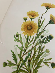 19th Century Botanical Print - Tidy Tips