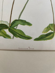 19th Century Botanical Print - Shooting Star