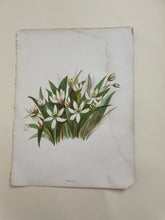 Load image into Gallery viewer, 19th Century Botanical Print - Wood Lily