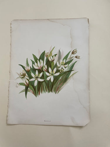 19th Century Botanical Print - Wood Lily