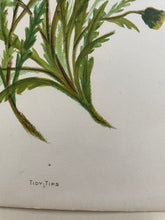 Load image into Gallery viewer, 19th Century Botanical Print - Tidy Tips