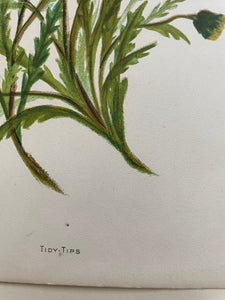 19th Century Botanical Print - Tidy Tips