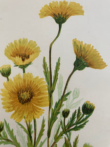 19th Century Botanical Print - Tidy Tips