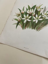 Load image into Gallery viewer, 19th Century Botanical Print - Wood Lily