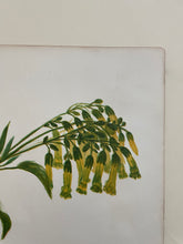 Load image into Gallery viewer, 19th Century Botanical Print - Chinese Cigarette Blossom