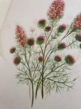 Load image into Gallery viewer, 19th Century Botanical Print - Burr Clover