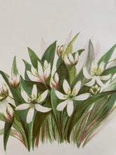 Load image into Gallery viewer, 19th Century Botanical Print - Wood Lily