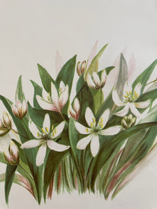 19th Century Botanical Print - Wood Lily