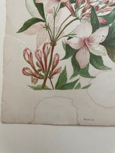 Load image into Gallery viewer, 19th Century Botanical Print - Azalea