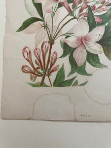 19th Century Botanical Print - Azalea