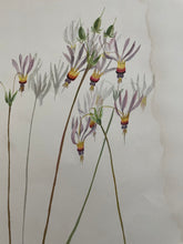 Load image into Gallery viewer, 19th Century Botanical Print - Shooting Star