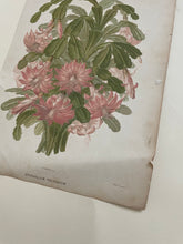 Load image into Gallery viewer, 19th Century Botanical Print - Epiphyllum