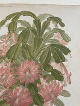 Load image into Gallery viewer, 19th Century Botanical Print - Epiphyllum