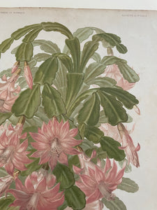 19th Century Botanical Print - Epiphyllum